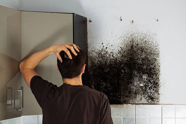 Professional Mold Removal in Bethel, AK